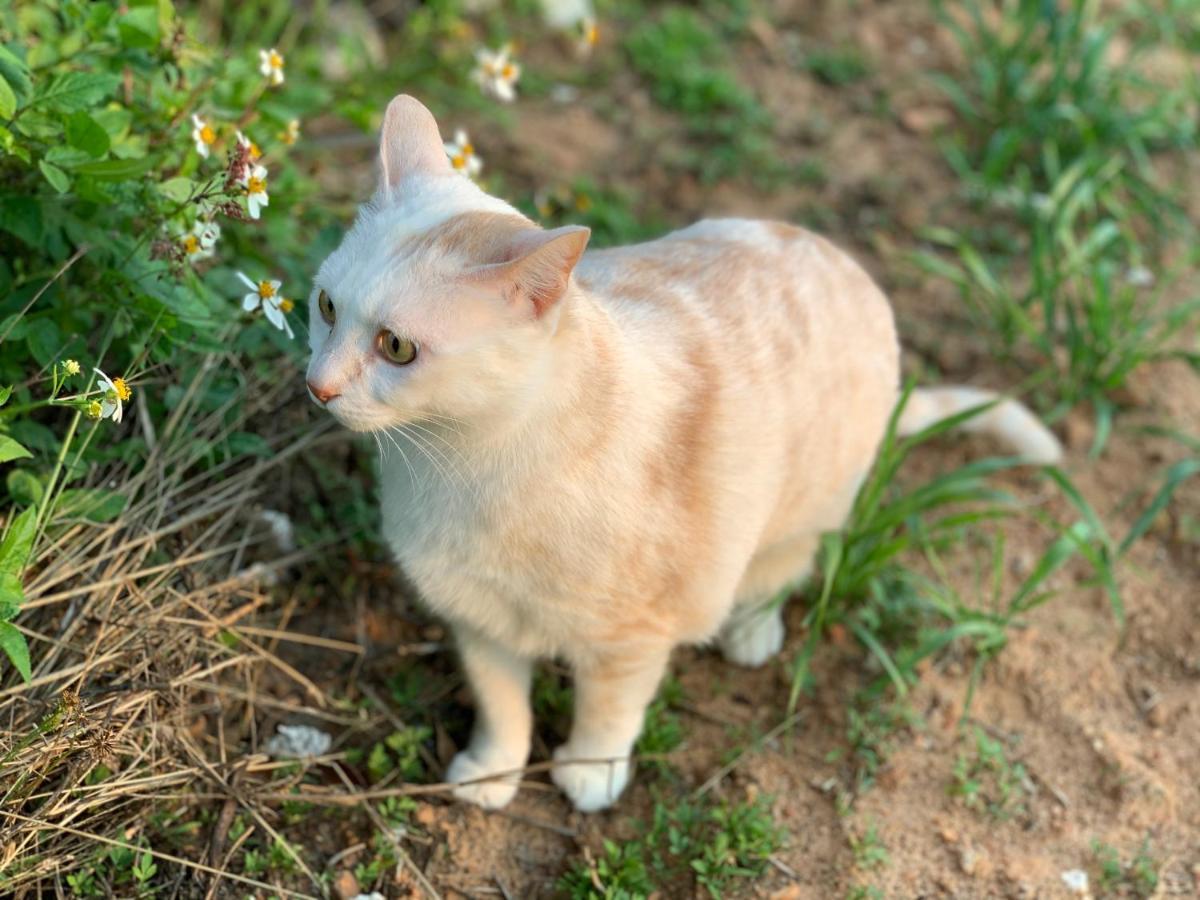 White Cat B&B Jinning Exterior foto